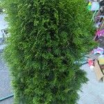 Chamaecyparis obtusa Hoja