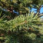 Abies lasiocarpa 葉