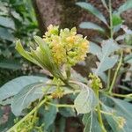 Ocotea puberula 花