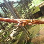Bulbophyllum schinzianum Flower