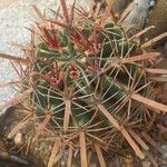 Ferocactus latispinus Облик