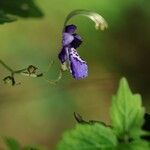Tripora divaricata Flor