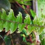 Asplenium platyneuron Hoja