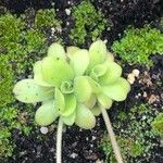 Pinguicula agnata Ліст