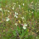 Brassica barrelieri List