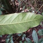 Treculia africana Folha