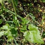 Lamium maculatum List