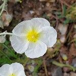 Helianthemum apenninum Blomst