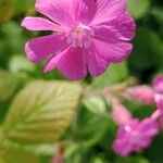 Silene pendula Flor