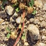 Trifolium glomeratum Lubje