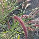 Cenchrus pedicellatus Habit