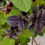 Ocimum kilimandscharicum برگ