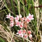 Sedum rubens Flor