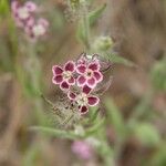 Silene gallica Blüte
