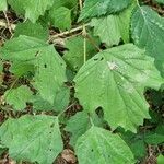 Viburnum acerifolium Feuille