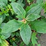 Persicaria campanulata Leaf