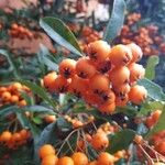 Pyracantha coccinea Frugt