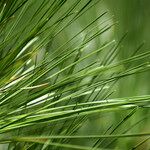 Pinus caribaea Otro