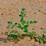 Indigofera cordifolia Агульны выгляд