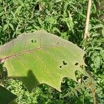 Solanum quitoense برگ