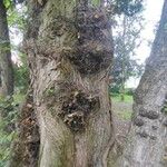 Ulmus laevis പുറംതൊലി