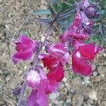 Antirrhinum majusКвітка