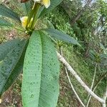 Plumeria alba Leaf