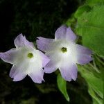 Primula reidii Λουλούδι