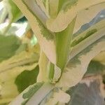 Nicotiana tomentosa Bark