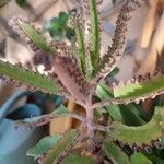 Kalanchoe daigremontiana Φύλλο