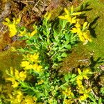 Genista germanica Deilen