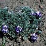 Lupinus sellulus Habit