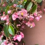 Begonia fuchsioides