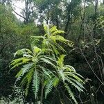 Sonchus canariensis Blatt