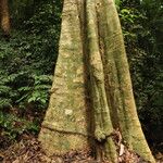 Xylopia cupularis Bark