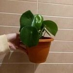 Pilea peperomioides Folha