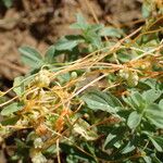 Cuscuta campestris Φλοιός