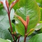 Catha edulis Φύλλο