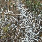 Vachellia karroo Bark