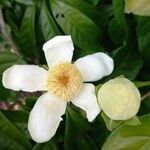 Gustavia augusta Kwiat