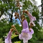 Paulownia tomentosaΛουλούδι