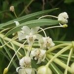 Gomphocarpus fruticosus Blomst
