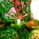 Aglaonema commutatum Leaf