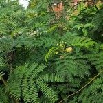 Leucaena leucocephalaЛисток