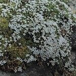 Arenaria tetraquetra Tervik taim