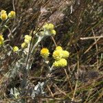 Helichrysum arenarium Flower