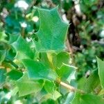 Griselinia jodinifolia Leht