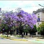 Jacaranda mimosifolia Blomst