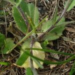 Draba nemorosa Egyéb