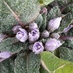 Mandragora autumnalis Fiore